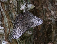 IMG_7506a1